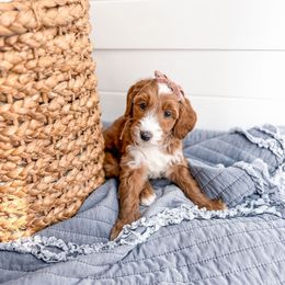 Highrise - Apricot female Goldendoodle puppy in Greencastle, Indiana from Willow & Co.