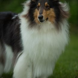 Raven - Collie