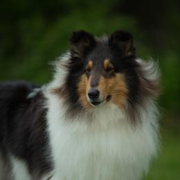 Raven - Collie