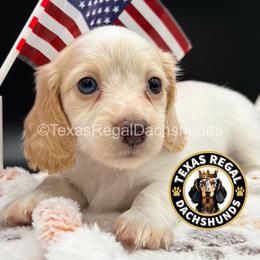 Hope - Cream female Dachshund puppy in Houston, Texas from Texas Regal Dachshunds LLC