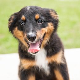 Baby Bear - Black Miniature American Shepherd puppy in Webb City, Missouri from Rocking 4C