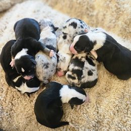 AKC - Quad Clear Merle - Boy 3 - Blue merle and white male Cardigan Welsh Corgi puppy in Tombstone, Arizona from WeVolution Off-Grid