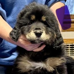 Dark ourple collar girl available - Black and tan female Tibetan Mastiff puppy in Berlin, New Hampshire from Great North Woods Tibetan Mastiffs