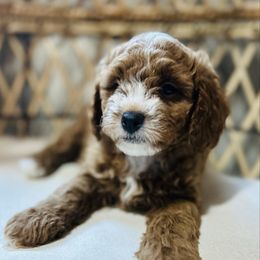 Cane - Red male Cavapoo puppy in Natural Bridge, Virginia from Rockbridge Puppies