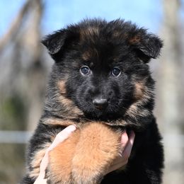 Riley - German Shepherd puppy from Nuckol's Canines German Shepherds