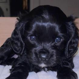 Skipper - Black and white male Cavalier King Charles Spaniel puppy in Churchville, Virginia from Karma's Cavaliers