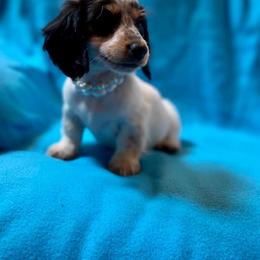 Dachshund and Miniature Schnauzer Puppies from The Bossy Doxie Farm