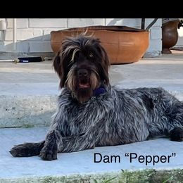Pepper - Wirehaired Pointing Griffon