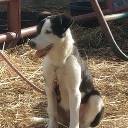 Eva - Border Collie