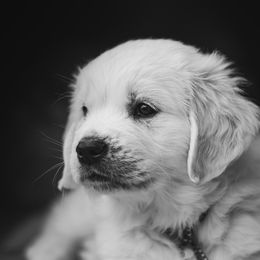 Golden Retriever Puppies from Nicholberry Goldens