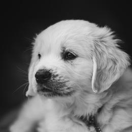 Golden Retriever Puppies from Nicholberry Goldens