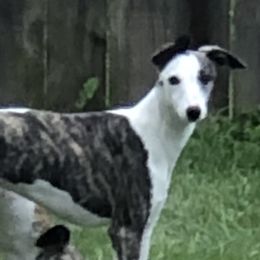 Whippets from Rose Acre Whippets