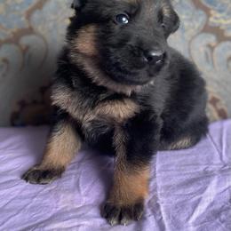 Purple collar girl - Black and red female German Shepherd puppy in Coleta, Illinois from Four Leaf Farm- Vom Vierblättriges Bauernhof