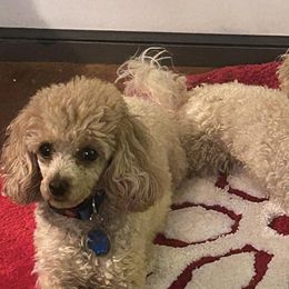 Poodles from Ruby D. Farms