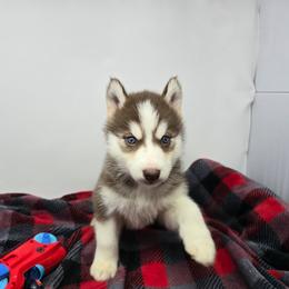 Boomer blue eyes - Red and white male Siberian Husky puppy in Kansas City, Missouri from Anuun's Huskies