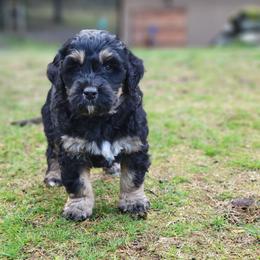 Bernedoodle and Bernese Mountain Dog Puppies from NW Bernedoodles of Washington