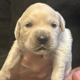 Red Collar - Light golden female Golden Retriever puppy in Foreman, Arkansas from Indy's Goldens
