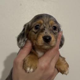 Dachshund Puppies from Sawyer’s Teenie Weenies
