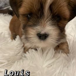 Lhasa Apso Puppies from Lhasa Fur Life