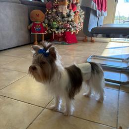 Percy AKC - Parti male Yorkshire Terrier puppy in Saint Cloud, Florida from Kei’s Precious Pups