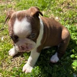 R. Red Male - Red male Boston Terrier puppy in Mc Donough, Georgia from Ballard Boston Terriers