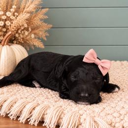 Girl 5 - Black female Goldendoodle puppy in Charlotte, North Carolina from Hopeful Heart Doodles