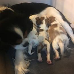 "Star and puppies" Cavalier King Charles Spaniel, Cocker Spaniel, and Xoloitzcuintli Puppies from Shasta Spots and Solids