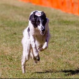 Borzois and Silken Windhounds from Perla Silken Windhounds & Borzoi