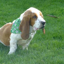 Basset Hound All Grown Up from All Ears Bassets