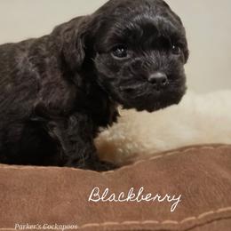 Blackberry - Black female Cockapoo puppy in Perry, Arkansas from Parker's Cockapoos