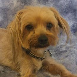 Bear - Gold male Yorkshire Terrier puppy in Aiken, South Carolina from Yorkshires Yorkies