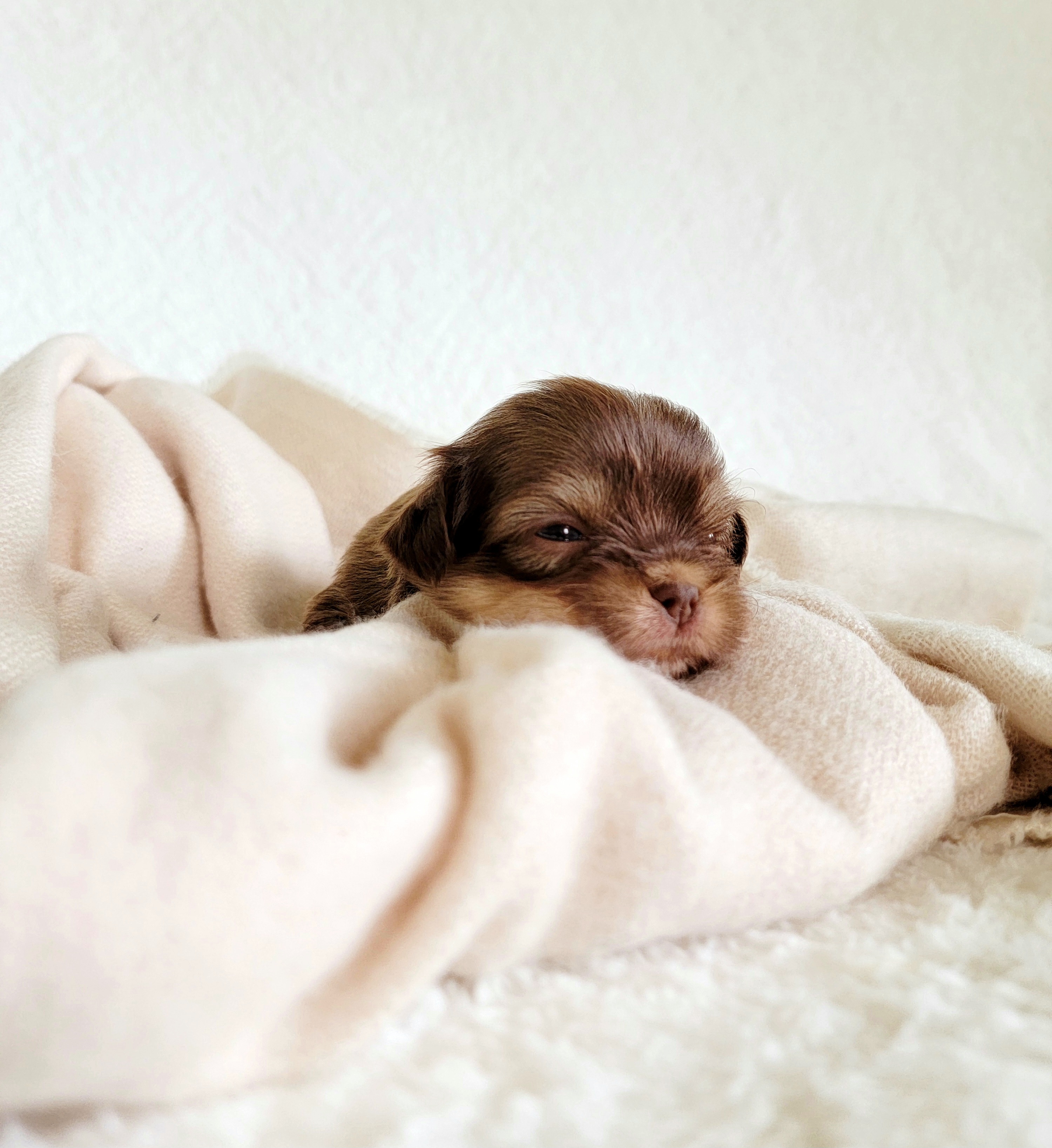 Shih Tzu Puppies from Nelly Kolomiyets