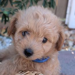 Orion - Fawn male Companion Cross puppy in Sacramento, California from Tamara's Puppies