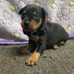 Tulip - Black and tan female Miniature Pinscher puppy in Lancaster, Missouri from White Stone Ranch