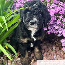 Pugsley Addams - male Australian Mountain Doodle puppy in Corydon, Indiana from Ridgeline Doodles