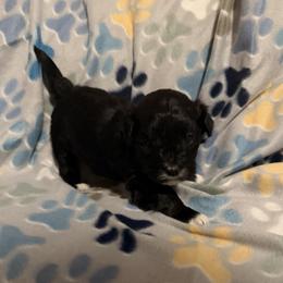 Max - Black male Havanese puppy in Falkville, Alabama from Nanas Havanese