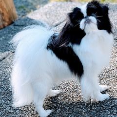 Tammy - Japanese Chin