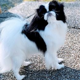 Tammy - Japanese Chin
