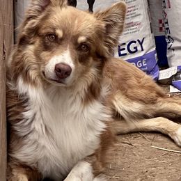 Australian Shepherds and Pomeranians from Liza’s Aussies & Poms