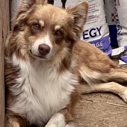 Australian Shepherds and Pomeranians from Liza’s Aussies & Poms