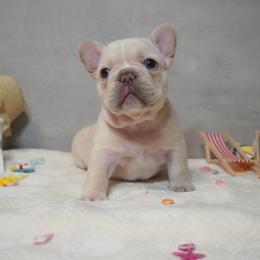 Tori - Cream female French Bulldog puppy in Citrus Heights, California from Cali Rooted Bullyz