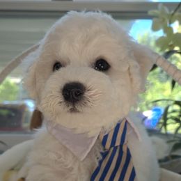 Bastian - White and buff male Bichon Frise puppy in Upland, California from IDREAMOFPUPPIES