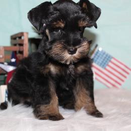 Hope - Black and silver female Miniature Schnauzer puppy in Gary, Texas from Beards Little Schnauzers
