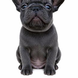 Polo - Black male French Bulldog puppy in Union City, Tennessee from West Tennesse Frenchies
