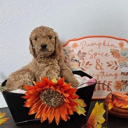Simba - Apricot male Goldendoodle puppy in Meridian, Idaho from Lucy's Golden Doodles
