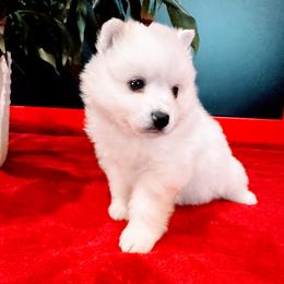 Garnet - White male American Eskimo Dog puppy in Live Oak, Florida from Pecan Ridge Puppies