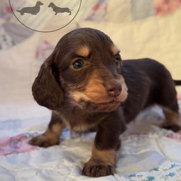 Boy 2 - Chocolate and cream male Dachshund puppy in Town Creek, Alabama from Dirt Road Dachshunds