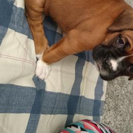 Boxer Puppies from A-L Desert Boxers