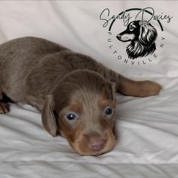 Lovely - Fawn (isabella) and tan female Dachshund puppy in Fultonville, New York from Sandy Aussies & Pomeranians