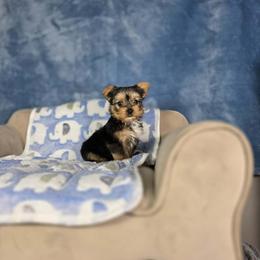 Pup 1 - Black and tan male Yorkshire Terrier puppy in Polk City, Florida from Yorkies by Casey